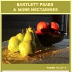 Bartlett Pears & more Nectarines — August 24, 2018